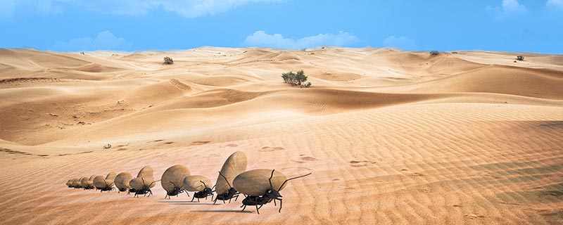 蚂蚁17.jpg 蚂蚁17.jpg