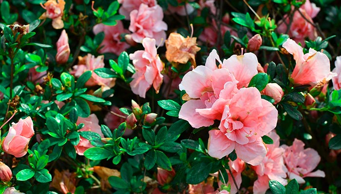 山茶花10.jpg 山茶花10.jpg