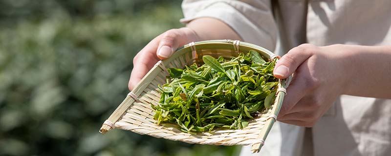 绿茶27.jpg 绿茶27.jpg