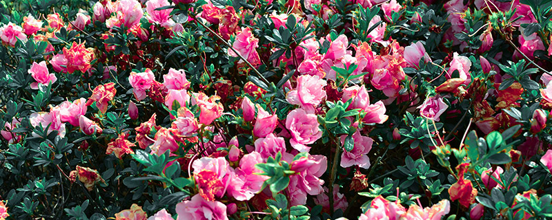 茶花5.jpg 茶花5.jpg