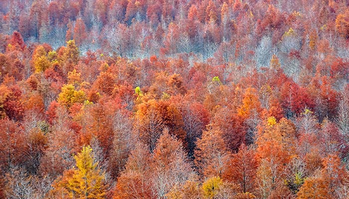 红树林9.jpg 红树林9.jpg