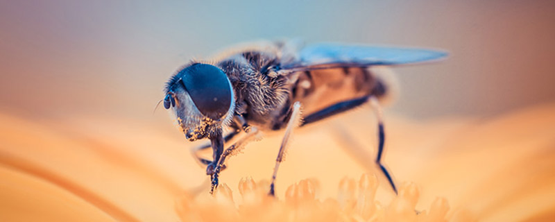 蜜蜂-231.jpg 蜜蜂-231.jpg