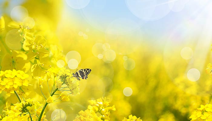 蜜蜂14.jpg 蜜蜂14.jpg