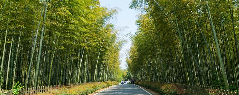 竹子33.jpg 竹子33.jpg