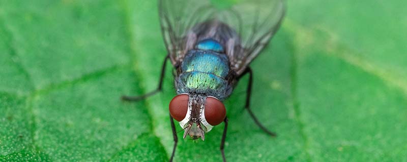 苍蝇1.jpg 苍蝇1.jpg