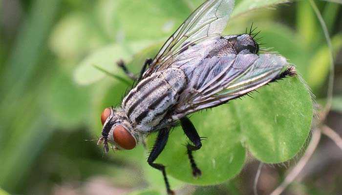 苍蝇5.jpg 苍蝇5.jpg