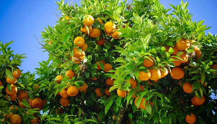 脐橙86.jpg 脐橙86.jpg