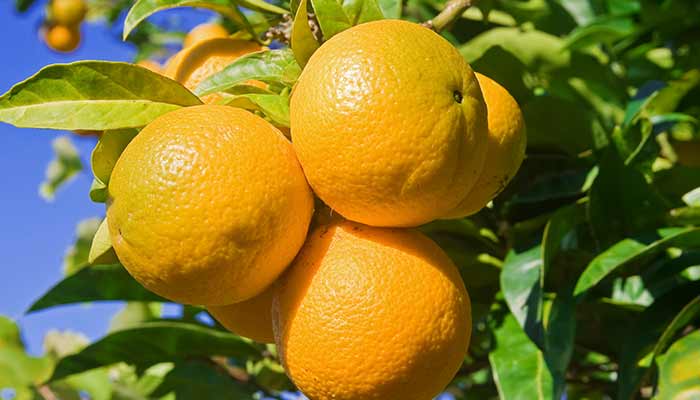 脐橙138.jpg 脐橙138.jpg