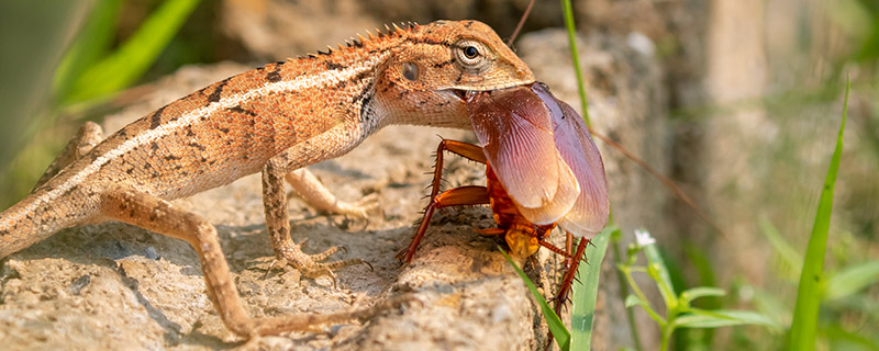 壁虎是哺乳动物吗