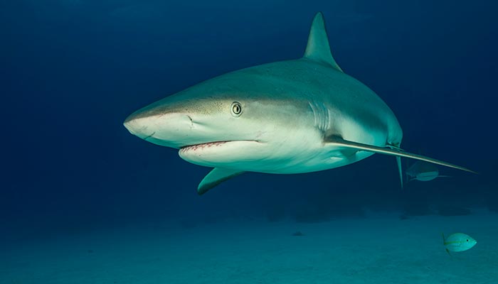 鲨鱼用什么呼吸 